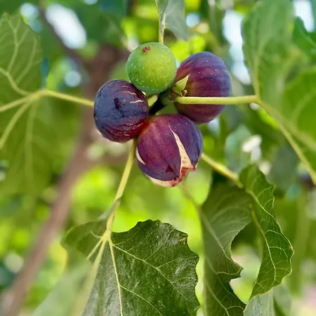 Urbanoasi Aria * Vlorë